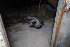 Dead sow with gashed neck outside shed - Captured at Van Der Drift & Sons Piggery, Macorna VIC Australia.