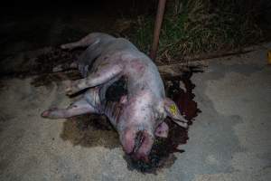 Dead sow with gashed neck outside shed - Captured at Van Der Drift & Sons Piggery, Macorna VIC Australia.