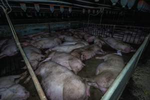 Sows in group housing pen - Captured at Van Der Drift & Sons Piggery, Macorna VIC Australia.