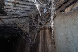 Spiderwebs hanging from ceiling in corridor - Captured at Van Der Drift & Sons Piggery, Macorna VIC Australia.