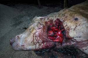 Dead sow with gashed neck outside shed - Captured at Van Der Drift & Sons Piggery, Macorna VIC Australia.