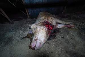 Dead sow with gashed neck outside shed - Captured at Van Der Drift & Sons Piggery, Macorna VIC Australia.