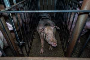 Boars in boar stalls - Captured at Maysleith Piggery - Farm 1, Rushworth VIC Australia.