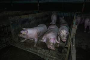 Sows in group housing pen - Captured at Maysleith Piggery - Farm 1, Rushworth VIC Australia.