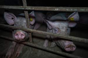 Sows in group housing pen - Captured at Maysleith Piggery - Farm 1, Rushworth VIC Australia.