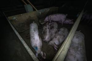 Sows in group housing pen - Captured at Maysleith Piggery - Farm 1, Rushworth VIC Australia.