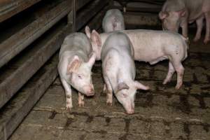 Pigs in slaughterhouse holding pens - Captured at Brisbane Valley Meats, Esk QLD Australia.