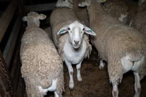 Sheep in slaughterhouse holding pen - Captured at Brisbane Valley Meats, Esk QLD Australia.