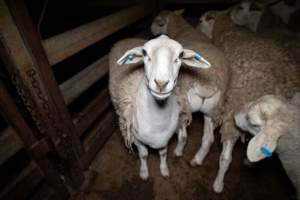 Sheep in slaughterhouse holding pen - Captured at Brisbane Valley Meats, Esk QLD Australia.