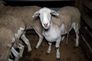 Sheep in slaughterhouse holding pen - Captured at Brisbane Valley Meats, Esk QLD Australia.