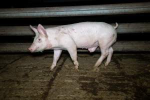 Pig in slaughterhouse holding pen - Captured at Brisbane Valley Meats, Esk QLD Australia.