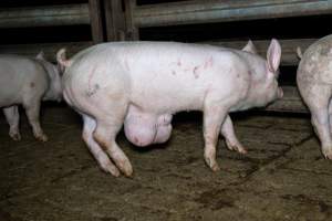 Pig with tumour and scratches in slaughterhouse holding pen - Captured at Brisbane Valley Meats, Esk QLD Australia.