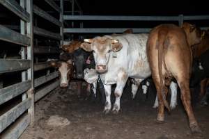 Cow in slaughterhouse holding pen - Captured at Brisbane Valley Meats, Esk QLD Australia.