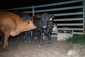 Cow in slaughterhouse holding pen - Captured at Brisbane Valley Meats, Esk QLD Australia.