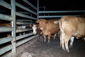 Cow in slaughterhouse holding pen - Captured at Brisbane Valley Meats, Esk QLD Australia.