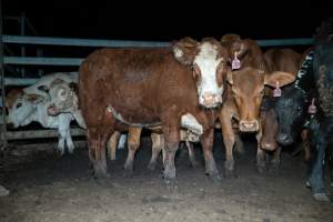 Cow in slaughterhouse holding pen - Captured at Brisbane Valley Meats, Esk QLD Australia.