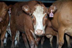 Cow in slaughterhouse holding pen - Captured at Brisbane Valley Meats, Esk QLD Australia.