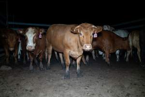 Cows in slaughterhouse holding pen - Captured at Brisbane Valley Meats, Esk QLD Australia.