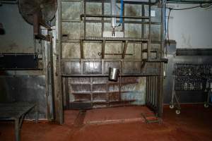 Knockbox inside kill room - Captured at Brisbane Valley Meats, Esk QLD Australia.