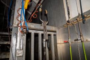 Enterance into the knock box - Captured at Brisbane Valley Meats, Esk QLD Australia.