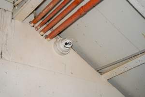 Security camera inside kill room - Captured at Brisbane Valley Meats, Esk QLD Australia.