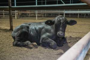 Cow lying in outdoor holding pens - Captured at Greenmountain Food Processing, Coominya QLD Australia.