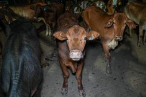 Cows in outdoor holding pens - Captured at Greenmountain Food Processing, Coominya QLD Australia.