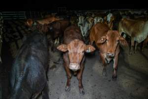 Cows in outdoor holding pens - Captured at Greenmountain Food Processing, Coominya QLD Australia.