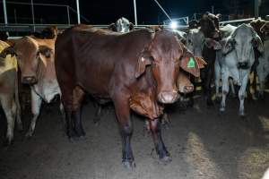 Cows in outdoor holding pens - Captured at Greenmountain Food Processing, Coominya QLD Australia.