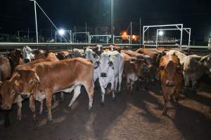 Cows in outdoor holding pens - Captured at Greenmountain Food Processing, Coominya QLD Australia.