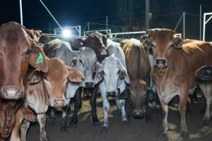 Cows in outdoor holding pens - Captured at Greenmountain Food Processing, Coominya QLD Australia.