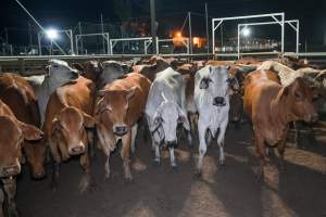 Cows in outdoor holding pens - Captured at Greenmountain Food Processing, Coominya QLD Australia.