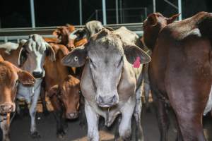 Cows in outdoor holding pens - Captured at Greenmountain Food Processing, Coominya QLD Australia.