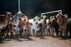 Cows in outdoor holding pens - Captured at Greenmountain Food Processing, Coominya QLD Australia.