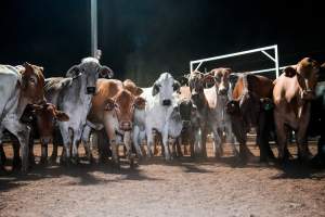 Cows in outdoor holding pens - Captured at Greenmountain Food Processing, Coominya QLD Australia.