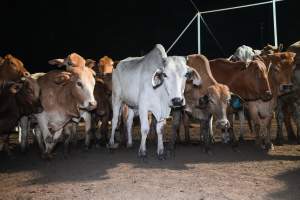 Cows in outdoor holding pens - Captured at Greenmountain Food Processing, Coominya QLD Australia.