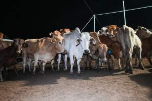 Cows in outdoor holding pens - Captured at Greenmountain Food Processing, Coominya QLD Australia.