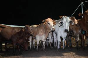 Cows in outdoor holding pens - Captured at Greenmountain Food Processing, Coominya QLD Australia.