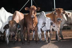 Cows in outdoor holding pens - Captured at Greenmountain Food Processing, Coominya QLD Australia.