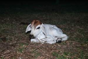 Calf in field at slaughterhouse - Captured at Greenmountain Food Processing, Coominya QLD Australia.