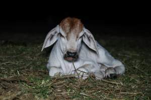 Calf in field at slaughterhouse - Captured at Greenmountain Food Processing, Coominya QLD Australia.