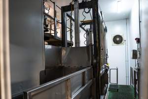 Knockbox inside slaugtherhouse kill room - Captured at Greenmountain Food Processing, Coominya QLD Australia.