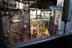 Overview of slaughterhouse kill room - Captured at Greenmountain Food Processing, Coominya QLD Australia.