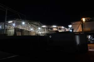 Covered holding pens and race at slaughterhouse - Captured at Greenmountain Food Processing, Coominya QLD Australia.