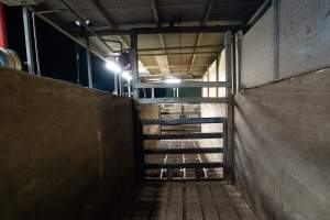 Inside the cattle race - Captured at Greenmountain Food Processing, Coominya QLD Australia.