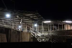 Covered holding pens and race at slaughterhouse - Captured at Greenmountain Food Processing, Coominya QLD Australia.