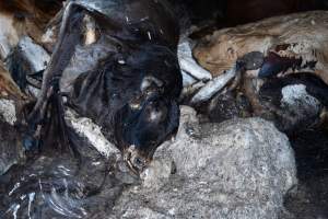 Dead pile of cows outside slaughterhouse - Captured at Greenmountain Food Processing, Coominya QLD Australia.