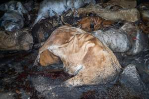 Dead pile of cows outside slaughterhouse - Captured at Greenmountain Food Processing, Coominya QLD Australia.