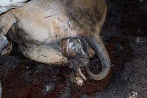 Cow with prolapse in dead pile outside slaughterhouse - Captured at Greenmountain Food Processing, Coominya QLD Australia.