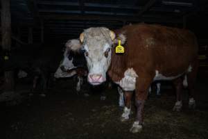 Cow in slaughterhouse holding pen - Captured at Carey Bros Abattoir, Yangan QLD Australia.